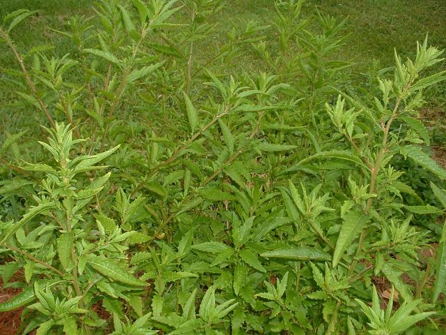 Chenopodium ambrodioides  (Seed)